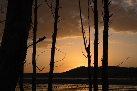 dead tree in a swamp appeared by the drop of water a sunset with reflections in the water of the cloudsの写真素材