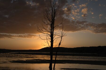 dead tree in a swamp appeared by the drop of water a sunset with reflections in the water of the cloudsの写真素材
