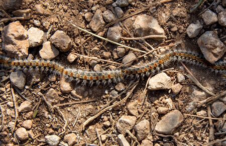Detail of the processionary caterpillar walking on the ground