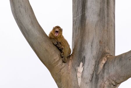 Monkey climbing on a tree yawning, white background