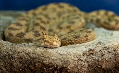 Close-up of Desert Horned Snake - Vipera ammodytesの写真素材