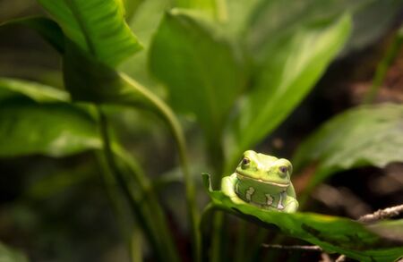 Green poison dart frog on top of a leaf in a rainforestの写真素材
