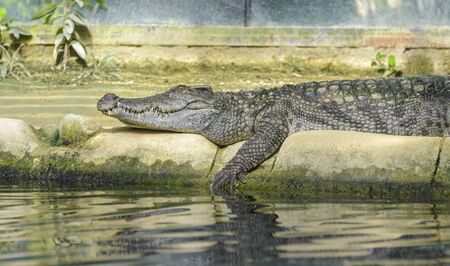 Crocodile sleeping on the bank of a riverの写真素材