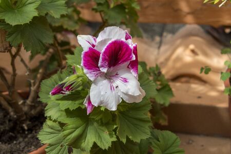 Close-up of the flower of a geranium planted in a terrace pot