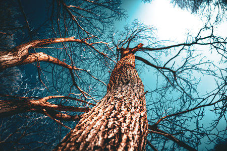 Tree in the forest with blue sky and clouds - retro vintage effect