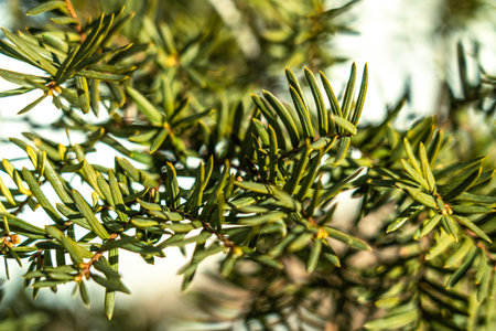 Detail of green branches of spruce tree with blurred background.