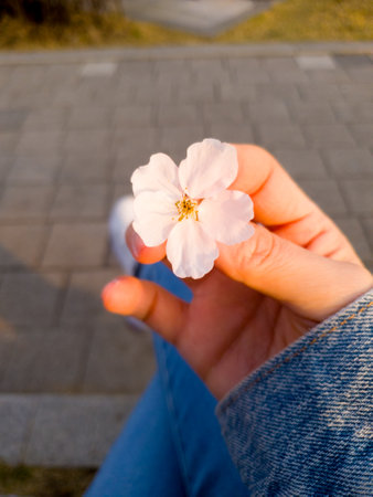 Flower of sakura on woman hand with blurred bokeh backgroundの写真素材