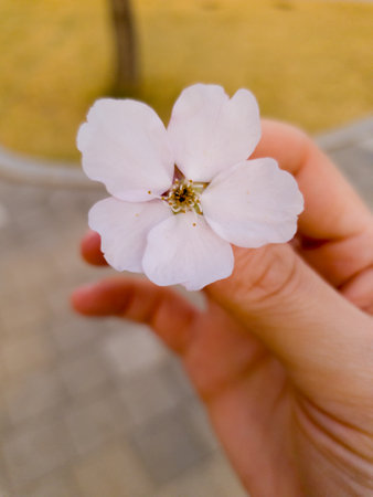 Flower of sakura on woman hand with blurred bokeh backgroundの写真素材