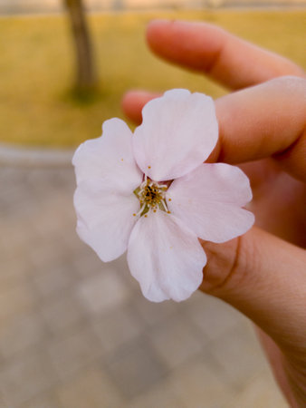 Flower of sakura on woman hand with blurred bokeh backgroundの写真素材