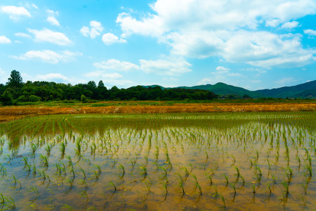 A large area of rice seedlings growing in the fields of Korea.の写真素材