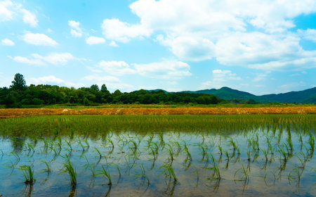 A large area of rice seedlings growing in the fields of Korea.の写真素材