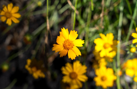 Yellow wild flowers. Lanceleaf Coreopsis flowers.の写真素材