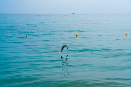 Seagull flies low over the water.の写真素材