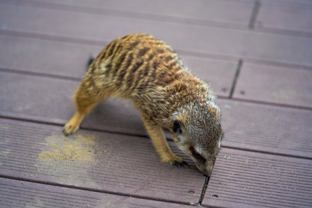 View of a meerkat in the park on a wooden floorの写真素材