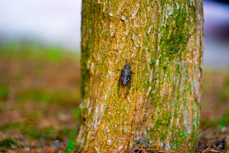 A cicada sits on a tree on hot summer day, closeup shot. Slow motion. Koreaの写真素材
