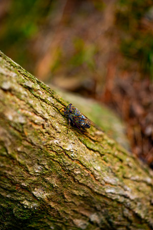 A cicada sits on a tree on hot summer day, closeup shot. Slow motion. Korea