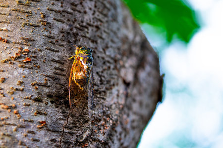 A cicada sits on a tree on hot summer day, closeup shot. Slow motion. Koreaの写真素材