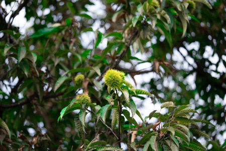 Chestnuts on young chestnut tree on plantation, with shell