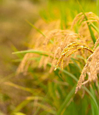 Rice. A large area of rice seedlings growing in the fields of Korea.の写真素材