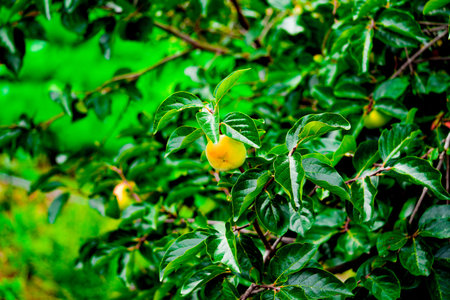 Persimmon tree with Ripe orange persimmons fruit in autumn garden in Koreaの写真素材