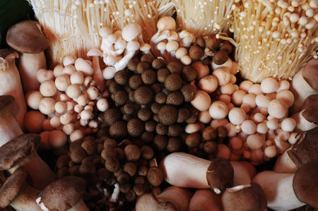mushrooms variety