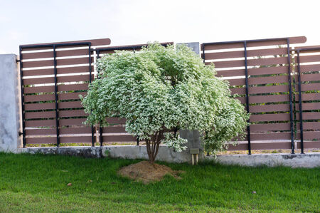small plant in the garden with fench in backgroundの写真素材