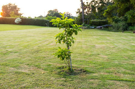 small tree planted in the backyard garden