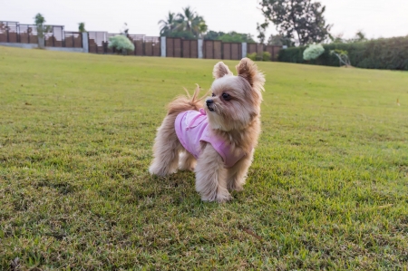 lovely mixed breed dog playing in the backyard