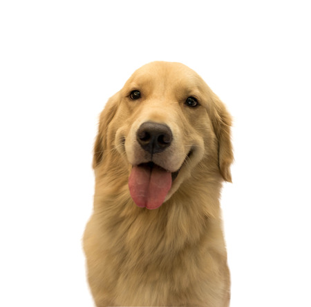 closeup cute golden retriever said hello! isolated in white background with clipping path