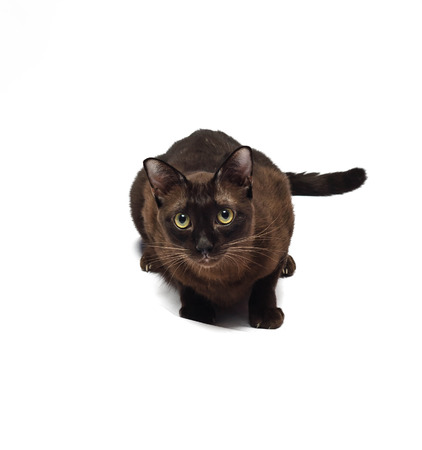 domestic cat isolated in white background with clipping pathの写真素材