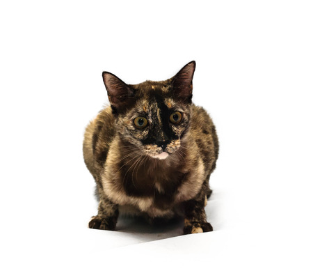 exciting mixed breed cat isolated in white background with clipping path