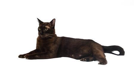 hanava brown cat isolated in white background with clipping pathの写真素材