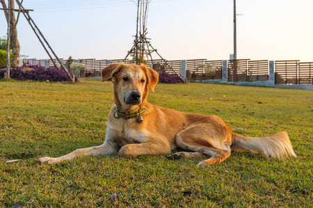 loyalty mixed breed domestic dog sitting in the garden