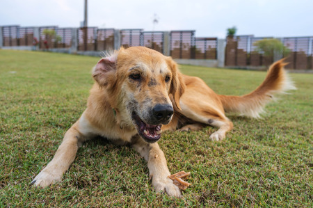 playful domestic dog playing in the gardenの写真素材