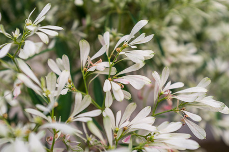 pure white plant in spring seasonの写真素材