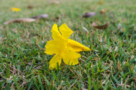 bright yellow flower lay down in grass fieldの写真素材