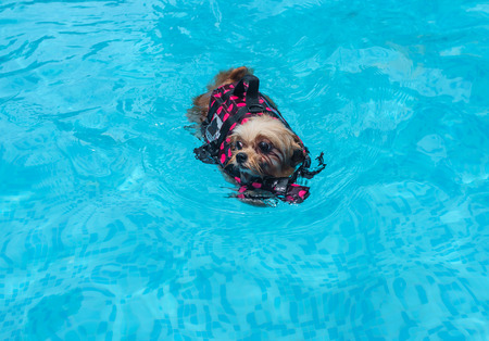 mixed breed dog playing in the swimming poolの写真素材