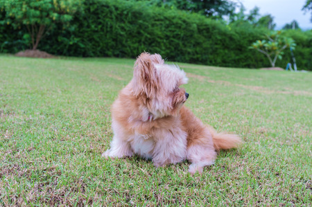 fluffy mixed breed dog playing in the gardenの写真素材