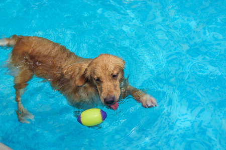 playful golden retriever in the poolの写真素材