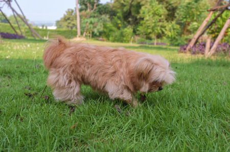 cute dog exploring the gardenの写真素材
