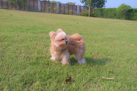 mixed breed dog playing in the green field