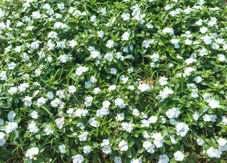 field of white flowers in full backgroundの写真素材