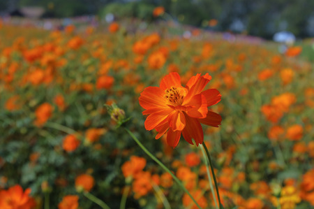 orange flowers blooming in the field in daylightの写真素材