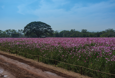 field full of pink flowers fully grown and clear blue skyの写真素材