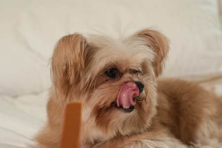 cute dog licking nose waiting for treatの写真素材