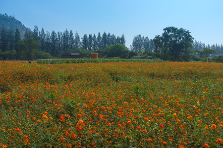 field full of orange flowers in daylight spring fieldの写真素材