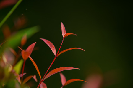 Red bud in Aperture F2.8