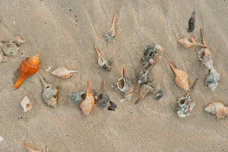 Shell on naitung beach in Nakhonsrithammarat Thailand