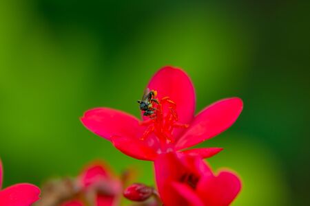 Spicy Jatropha Flower by morning light.Colorful flowersの写真素材
