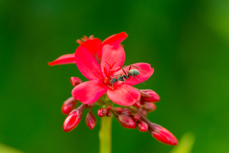 Spicy Jatropha Flower by morning light.
Colorful flowersの写真素材